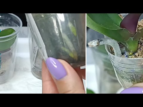 Видео: Как определяем, когда нужно поливать размер 1,7 во мхе🙂первый полив деток Pirate Picotee 🌿💦🪷