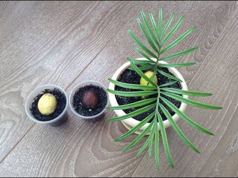 Видео: Цикас из семян