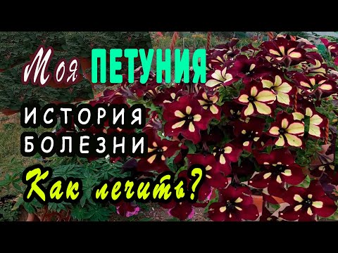 Видео: Петуния. Спасение от фузариоза