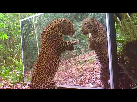 Видео: Животные Впервые Увидели Себя в Зеркале))))