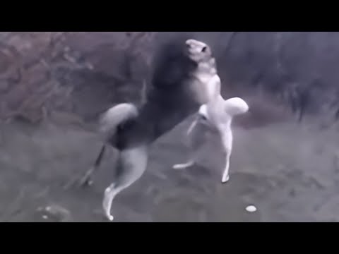 Видео: ТУРЕЦКИЙ КАНГАЛ ПРОТИВ КАВКАЗСКОГО ОВЧАРКИ - ЯВЛЯЕТСЯ ЛИ КАНГАЛ ЛУЧШЕЙ РАСОЙ СОБАК?