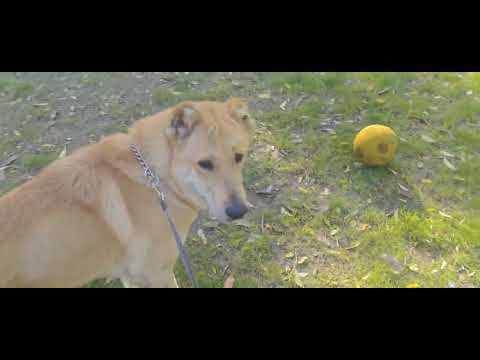 Видео: Соти много ми помага 😍