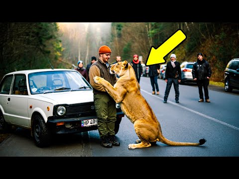 Видео: Лев ПЛАКАЛ на шоссе. Мужчина подошёл — и ЗАСТЫЛ