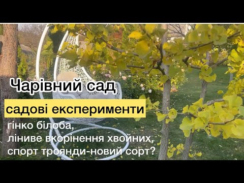 Видео: Гінго білоба,міскантуси й троянди — мій сад восени, пересадки та відкриття 