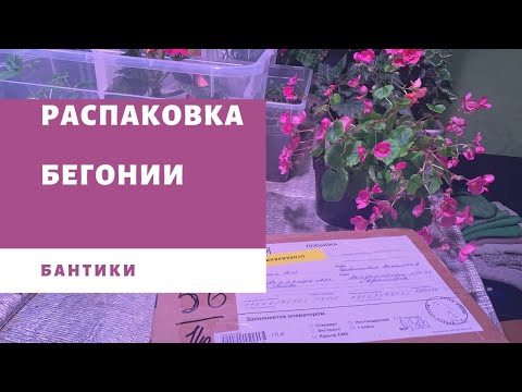 Видео: РАСПАКОВКА посылки. Черенок БЕГОНИИ клубневой. Обзор Глуар де Лорен