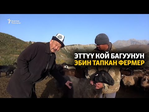 Видео: Эттүү кой багуунун эбин тапкан фермер