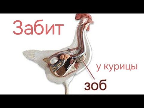 Видео: У Курицы забит зоб, что делать и от чего