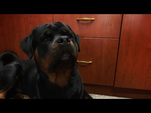 Видео: На что можно заменить команду « Ко мне»?#ротвейлердэдди #rottweiler#ротвейлер #дрессировкасобаки