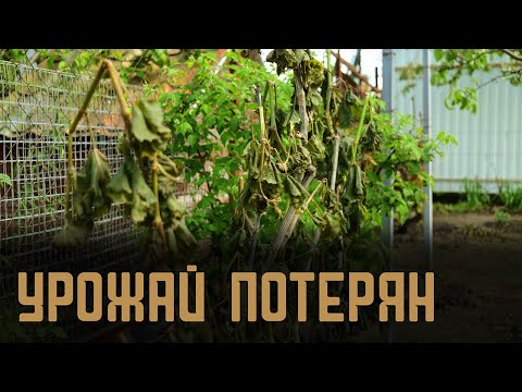 Видео: Урожай потерян