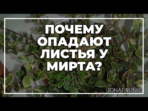 Видео: Почему опадают листья у мирта? | toNature.Info