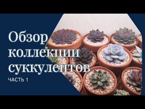 Видео: Обзор моей коллекции суккулентов (часть 1)
