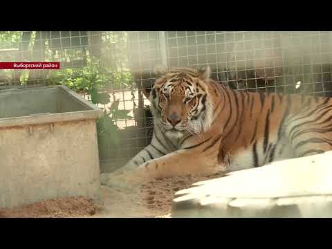 Видео: Рядом с посёлком Кирпичное появился приют для животных «Дом тигра»