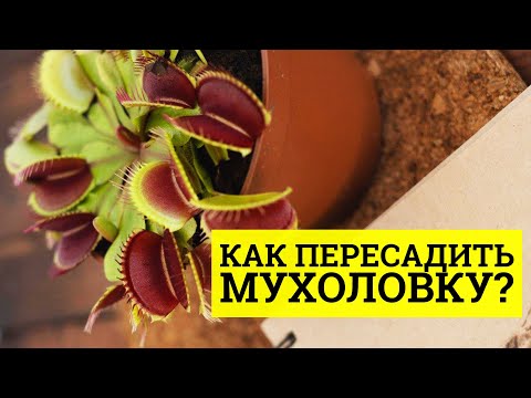 Видео: Как пересадить мухоловку?