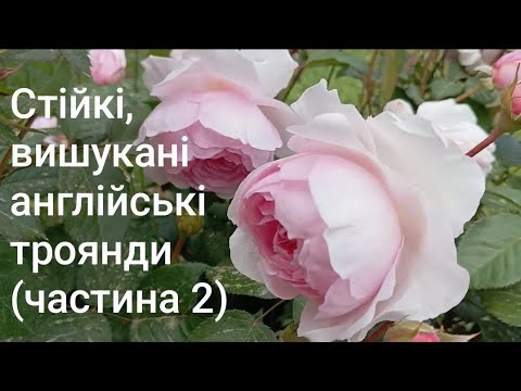 Видео: 🌟💥🤩Прекрасні троянди Остіна:Беатріс,Е Шропшир Лед,Томас Бекет,Леді оф Шалот,Тесс,Олівія Остін Роуз🌹