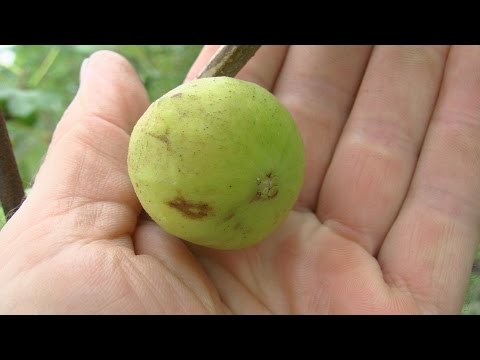 Видео: Инжир в кадке и открытом  грунте на 13 августа 2016 г.