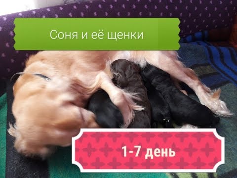 Видео: Родились щенки спаниеля. Наши первые 7 дней жизни/ милые и смешные собачки