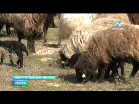 Видео: Қаракөл қойын өсірген елдер көл-көсір табысқа кенелуде