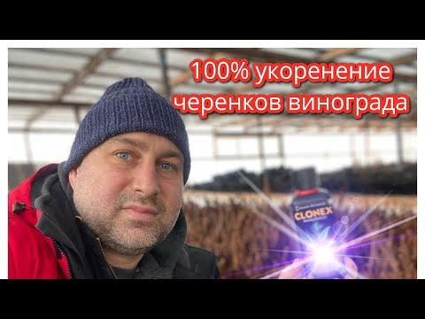 Видео: 100 % способ укоренения черенков Винограда🍇 Выращивание 🍇в Татарстане. Как укоренить черенок! 1 ч.