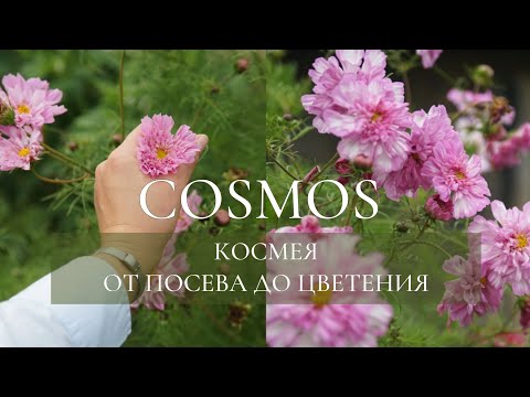 Видео: КОСМЕЯ (COSMOS) ОТ ПОСЕВА ДО ЦВЕТЕНИЯ