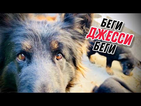 Видео: ЩЕНКИ ЗНАКОМЯТСЯ С БОЛЬШИМИ СОБАКАМИ