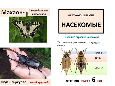 Видео: Окружающий мир. Тема: Насекомые