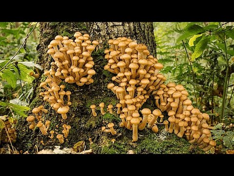 Видео: ✨ ФАНТАСТИКА В ОСІННЬОМУ ЛІСІ! 🍁 Опеньки й Рядовки — Крок у Ліс і Вже Повний Кошик!