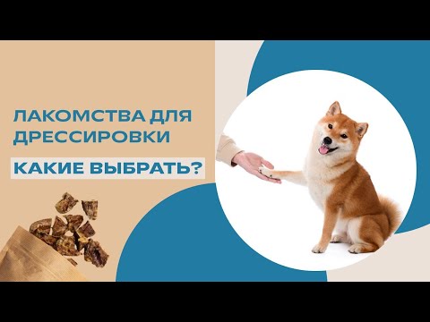 Видео: Зачем нужны лакомства для дрессировки собаки? Выбираем вкусняшки для мотивации собаки 🐶