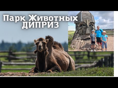 Видео: Парк животных Диприз Барановичи - Лучшее провождение времени с семьёй
