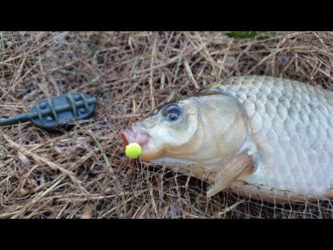 Видео: ПІВДЕННИЙ БУГ. Карасі вибирають поп-ап. Риболовля на флет фідер та донкі на річці в липні.