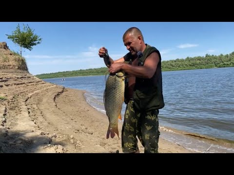 Видео: ХОРОШИ САЗАНЫ В АХТУБЕ! Закидушки на макуху (жмых) ! Рыбалка 2020!