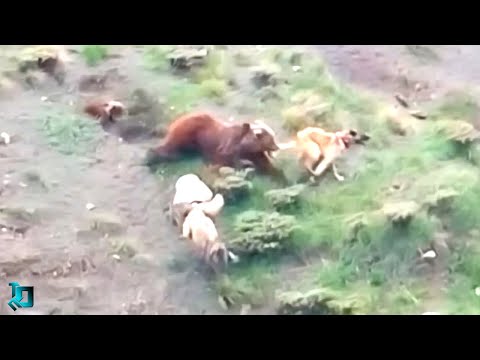 Видео: Битвы Животных Без Правил, Случайно Снятые на Камеру