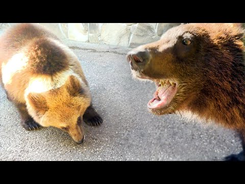 Видео: Хитрая Лейла ПОНЯЛА, КАК ЗАБИРАТЬ вкусняшки у Мыхася! Миша в шоке! Не успевает обернуться!