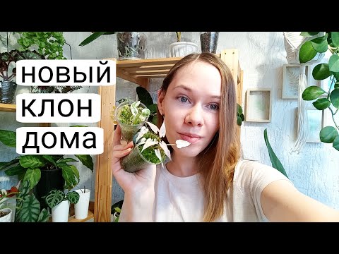 Видео: КЛОНЫ НАСТУПАЮТ | Новый микроклон алоказии в коллекции