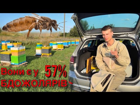 Видео: ПОРОДИ БДЖІЛ. Одвічна боротьба, яка порода краще. А дійсно, ЯКА?