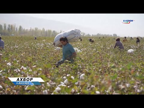Видео: Раванди ҷамъоварии ҳосили пахта дар ноҳияи Данғара