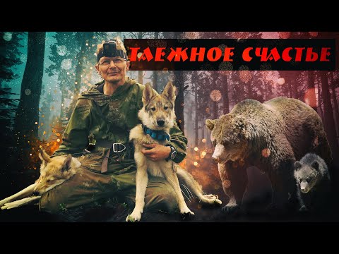 Видео: Таежное счастье 3 сезон, 6 серия, Нападение лайчат на медведицу, первый глухарь, лесная трагедия!
