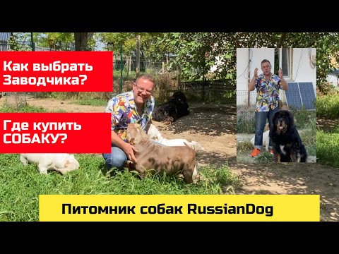 Видео: Как выбрать Заводчика и ПИТОМНИК Собак в 2023 году | щенки американского булли