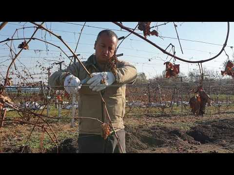 Видео: Показал соседке, как правильно обрезать виноград.