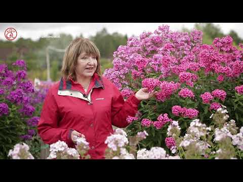 Видео: Селекционный центр Елены Константиновой