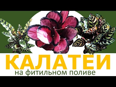 Видео: КАЛАТЕЯ на фитильном поливе: как растут Калатея Розеопикта Рози, Макоя и Лансифолия