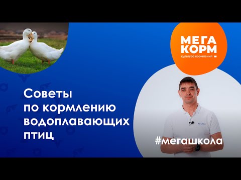 Видео: Что нужно знать об утках? Кормление и содержание водоплавающих