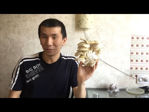 Видео: Грибы в Подвале на Картоне. Первый сбор Вешенки и приготовление