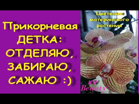 Видео: ДЕТКА орхидеи:ОТДЕЛЯЮ и САЖАЮ прикорневую ДЕТКУ;состояние через 2,5 месяца.Phal.KV 'Beauty'("Бьюти")