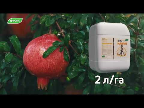 Видео: Наманган вилояти, Ботиржон Исаев фермер хўжалигига қарашли АНОР боғидан видео лавха.