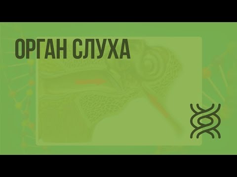 Видео: Орган слуха. Видеоурок по биологии 8 класс