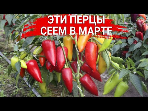 Видео: Перцы для открытого грунта | Сеем в марте
