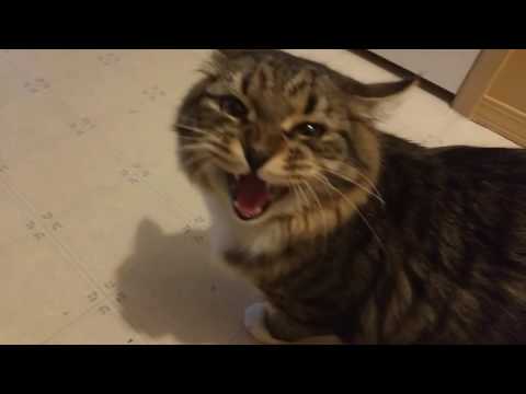 Видео: Кот встречает....и РАЗГОВАРИВАЕТ) The cat meets the owner and TALKS