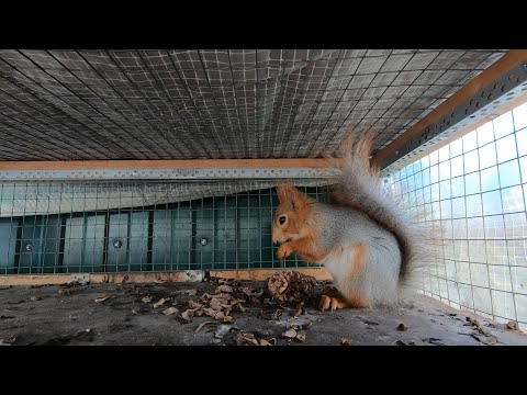 Видео: Белки  Содержание, Питание, Разведение