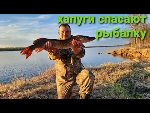 Видео: Рыбалка на донки,хапуги спасают рыбалку Хмао-югра.