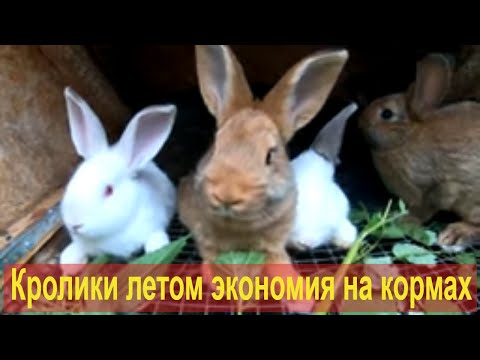 Видео: Кролики летом [экономия на кормах]